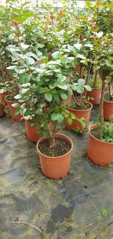 Plantas Lagerstroemia indica red