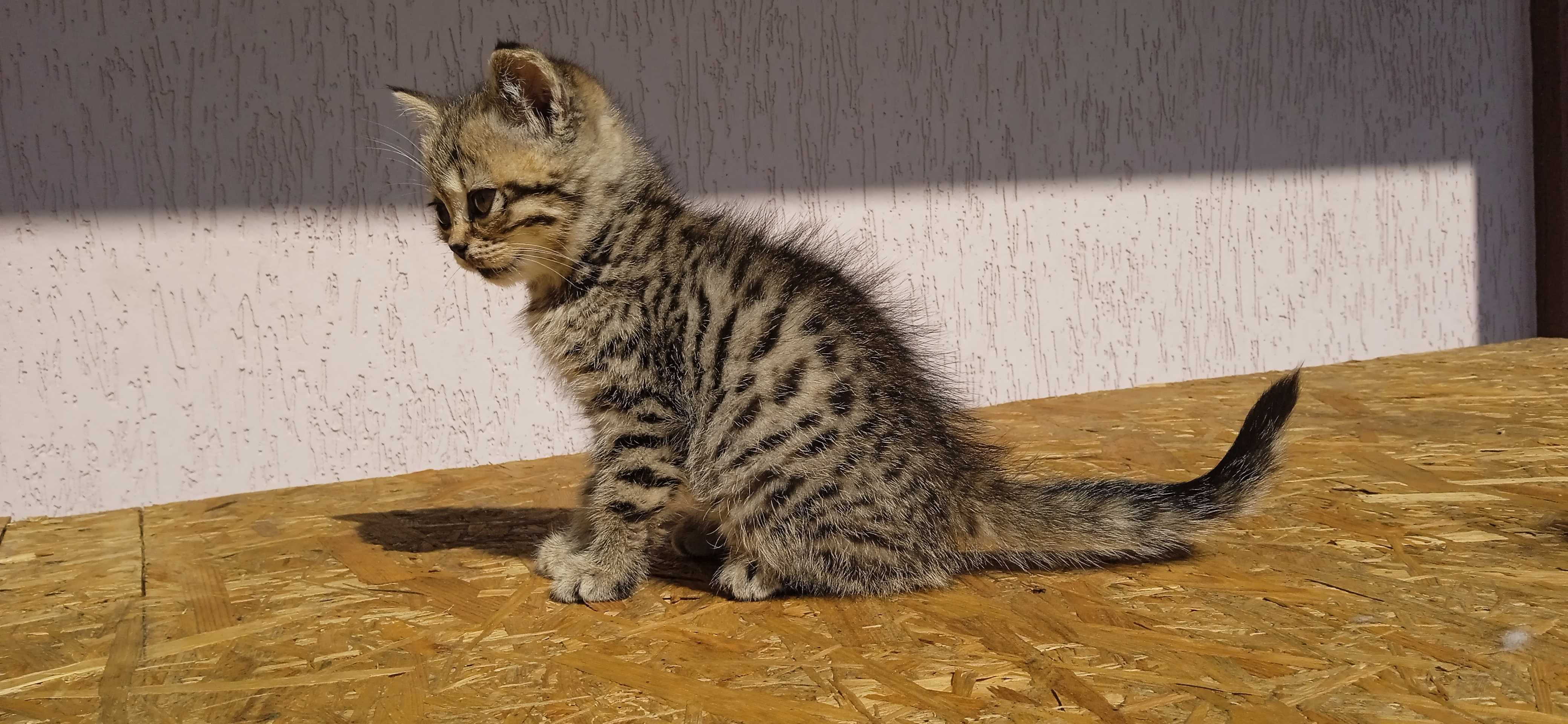 Шотландське породне кошиня