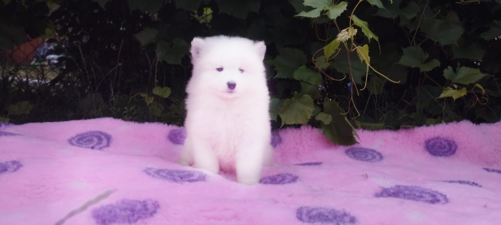 Szczeniak samoyed FCI DZIEWCZYNKA