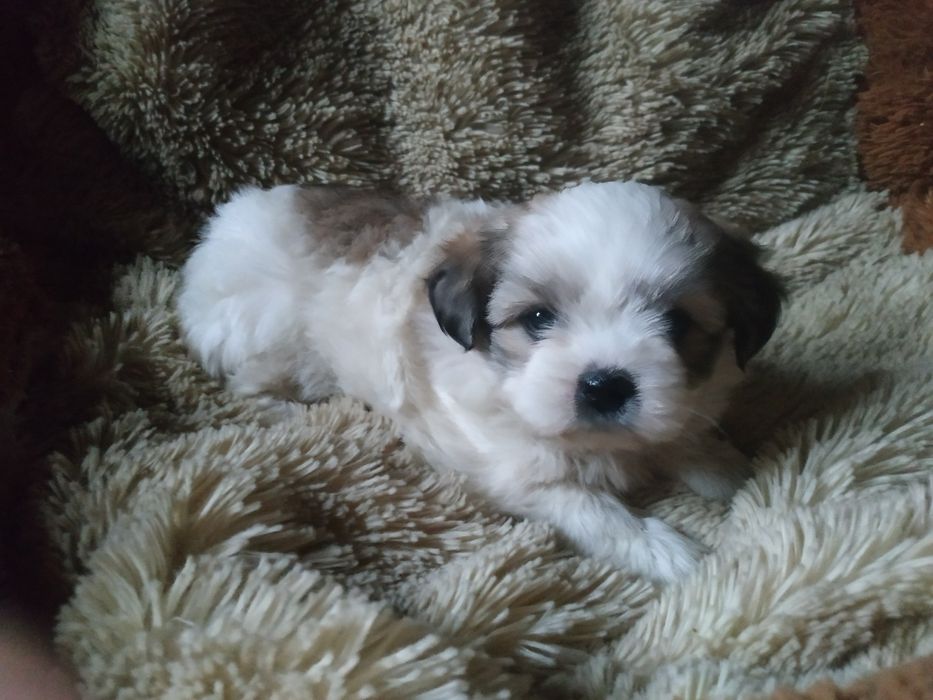 Продам щенка девочку