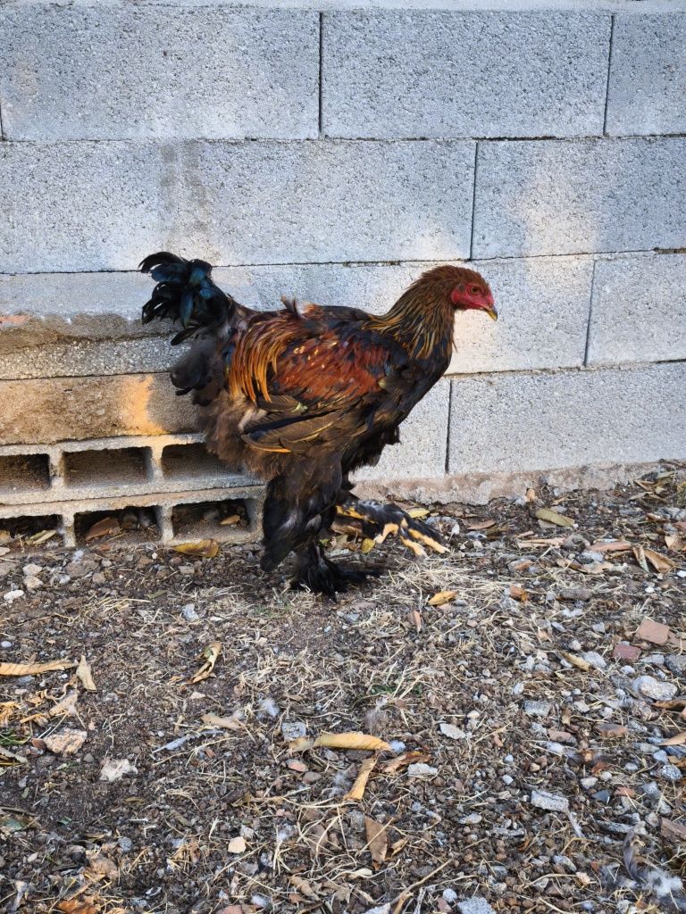 Brahma dark, Isabella, buff e perdiz