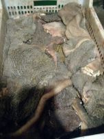 Мясо для животных желудок,рубец! натуральный корм для собак и котов!