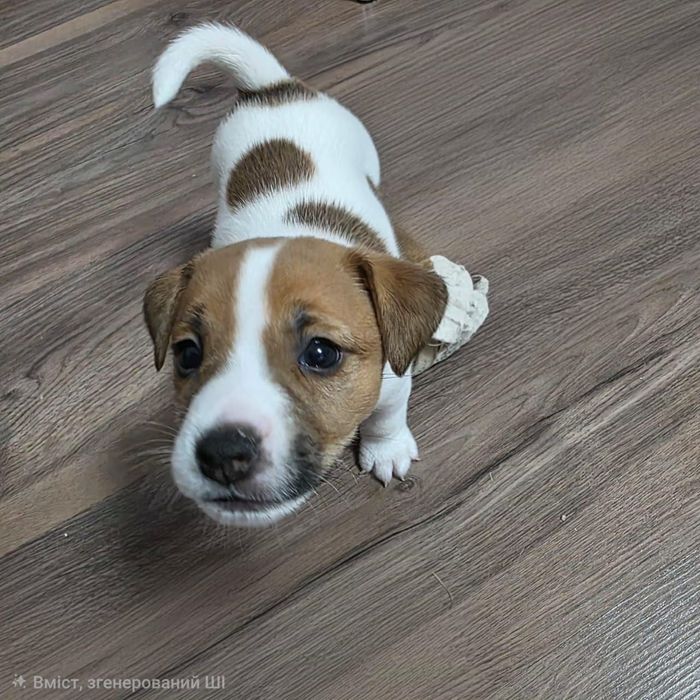 Цуценя Джек Рассел тер'єр