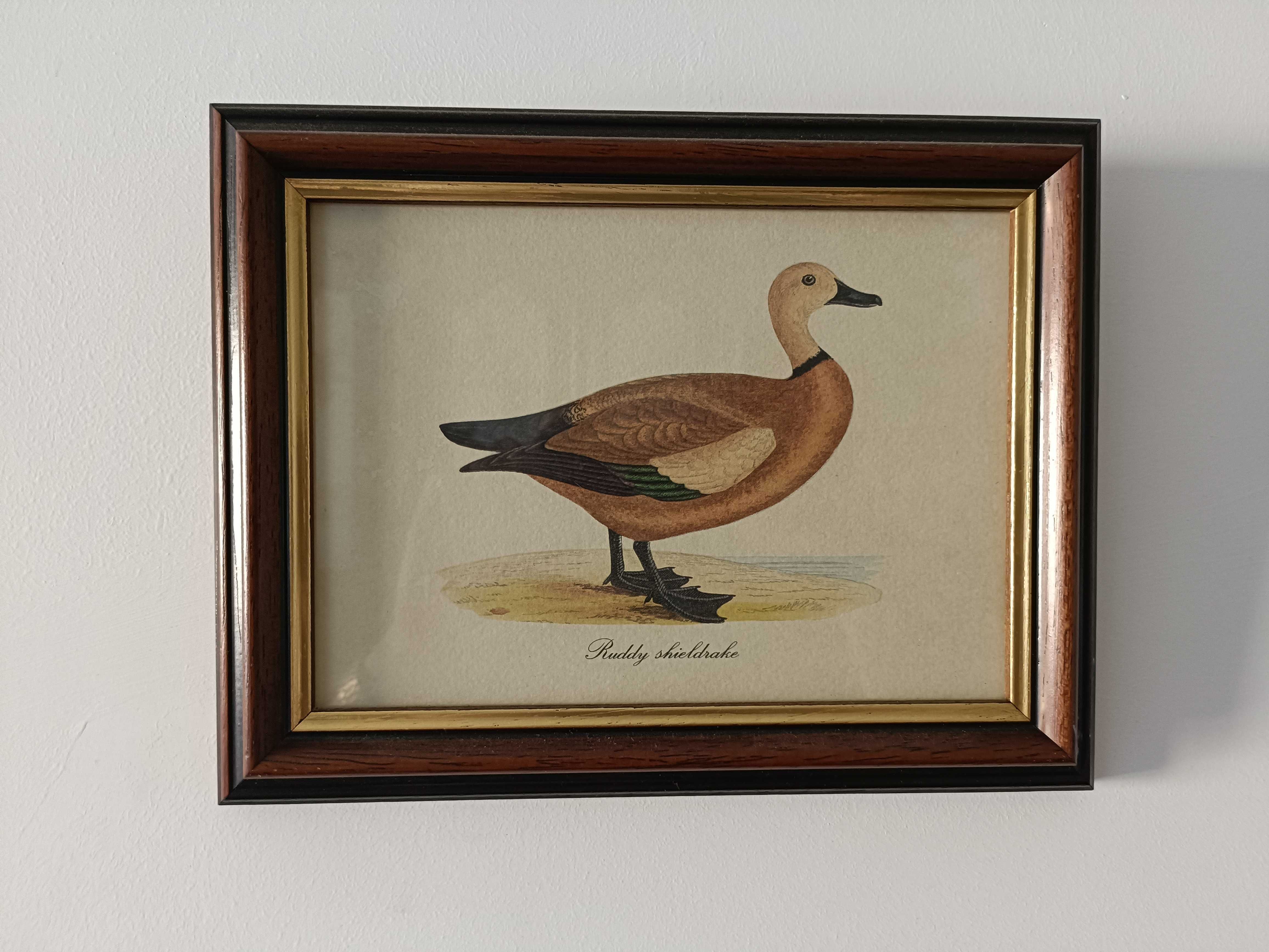 Conjunto de 3 quadros com animais e molduras clássicas
