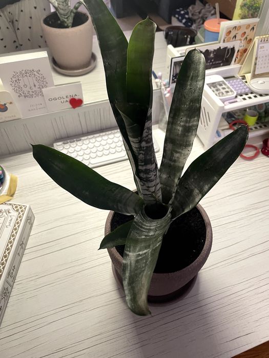 Ехмея полосата в вазоні