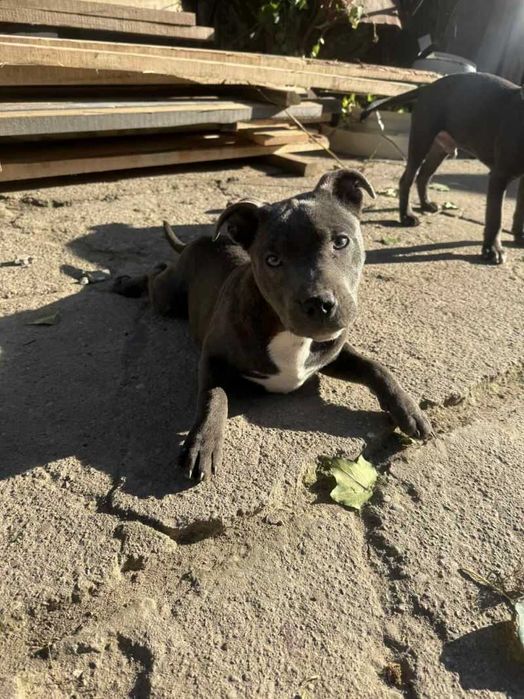 Staffordshire Bull Terrier piesek