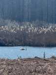 Ділянка з виходом до води (річки), власною копанкою та фруктовим садом