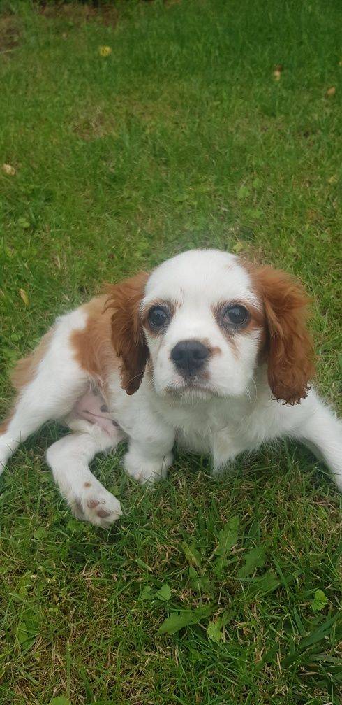 Cavalier King Charles Spaniel