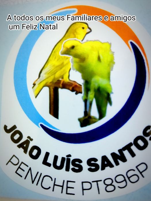 Canarios frizados do sul