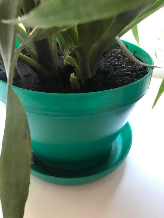 Кімнатна квітка Більбергія