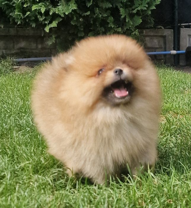 Szpic miniaturowy Pomeranian suczka