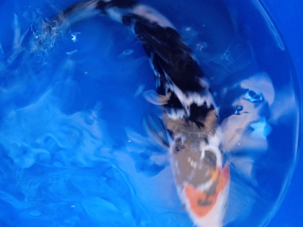 Carpa. Koi  showa