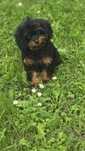 Cavapoo urocze szczenię