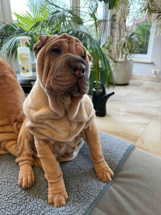 Sharpei szczeniak hodowla Red Folds