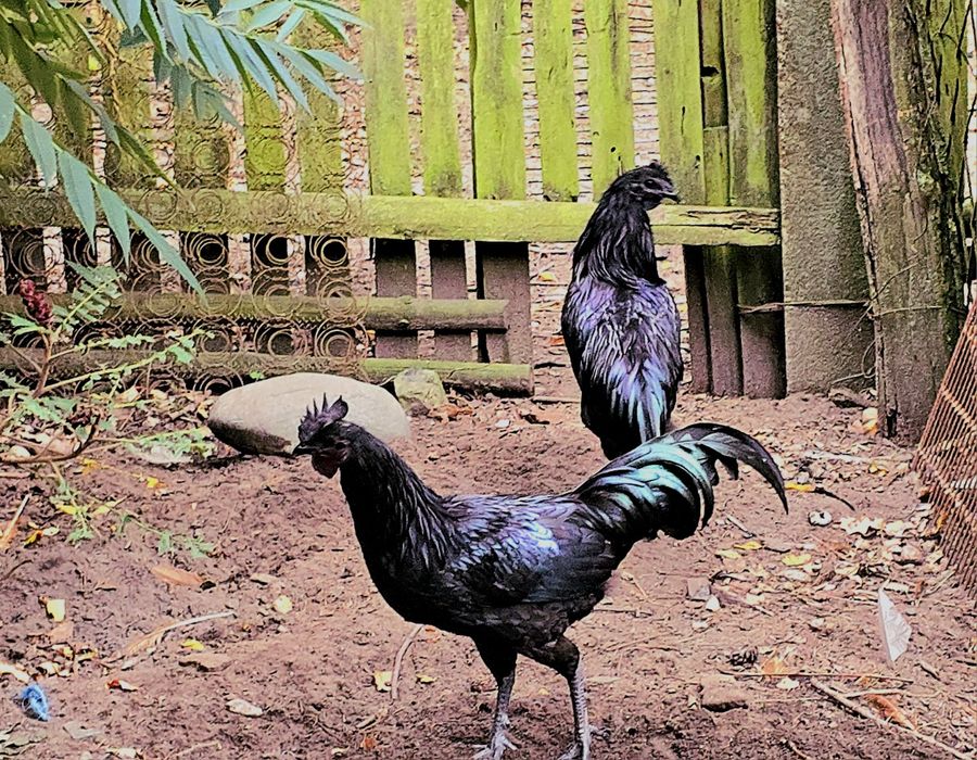 Sprzedam ptaki widoczne na zdjęciach