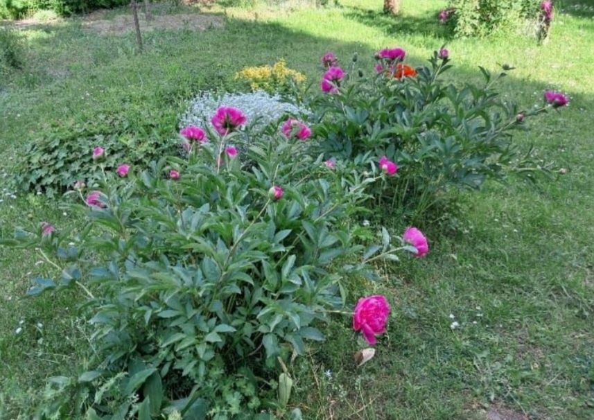 Działka ROD Stęszew