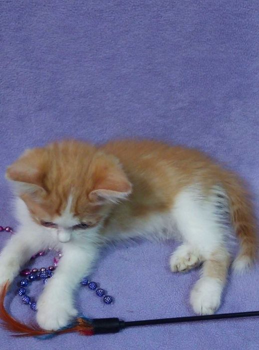 Шотландский породистый котенок,Золотой шиншилла,Красный Мрамор!