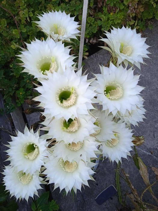 Кактус большой цветущий.