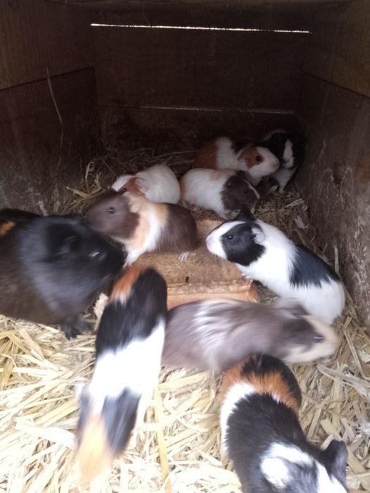 Sprzedam świnki morskie