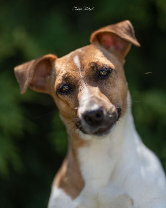 Chłopiec Jack Russell terrier nr 2/badania genetyczne/wyprawka
