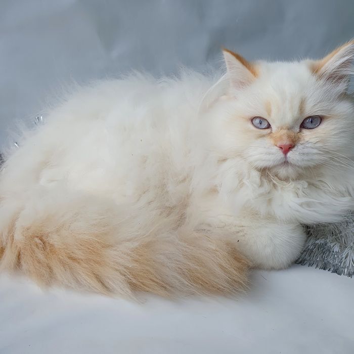 Львів котик породістий, клубний, вакцинований. Кошенята котята котенок