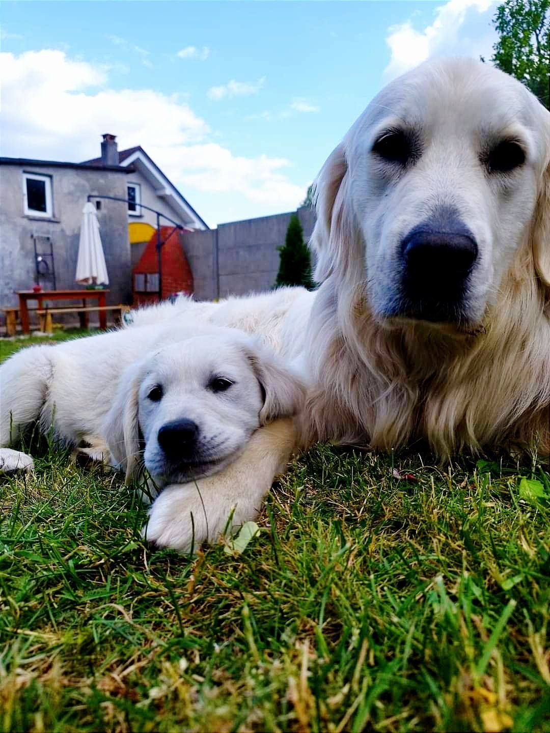 REPRODUKTOR  Golden Retriever z Certyfikatem CZYSTEJ RASY