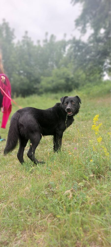 Samuraj w typie czarnego labradora poleca się do adopcji