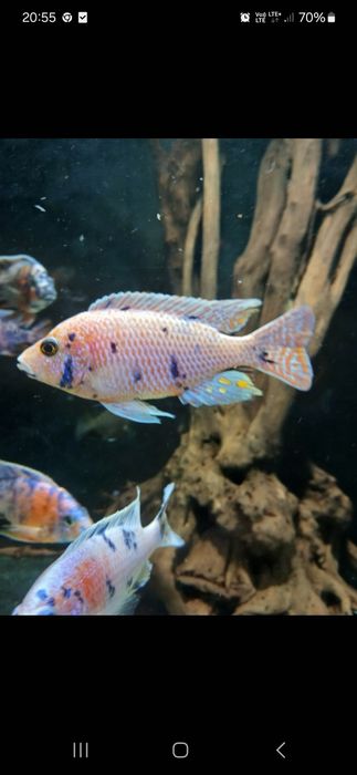 Sprzedam Aulonacary Calico