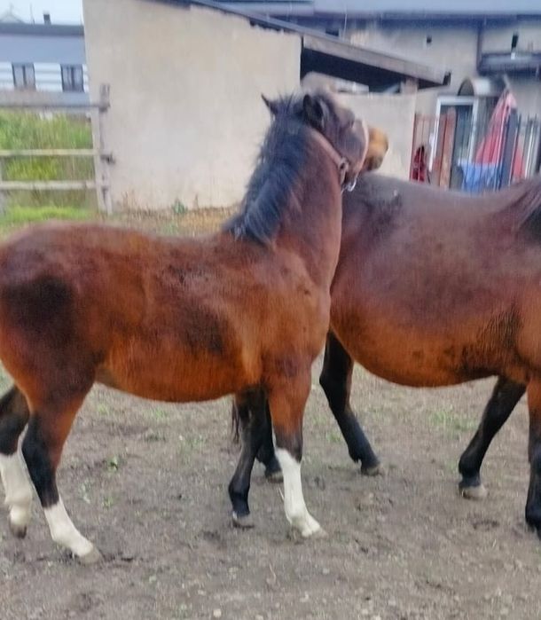 Źrebak koń Ogier Rasowy Hucuł rasa huculska