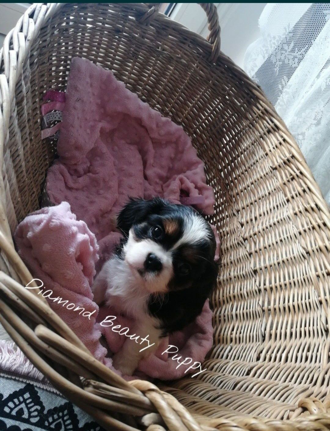 Suczka Cavalier King Charles spaniel TRI color dostepna