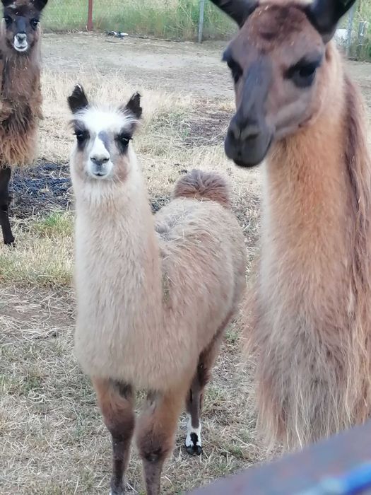 Lama samiec samica sprzedam