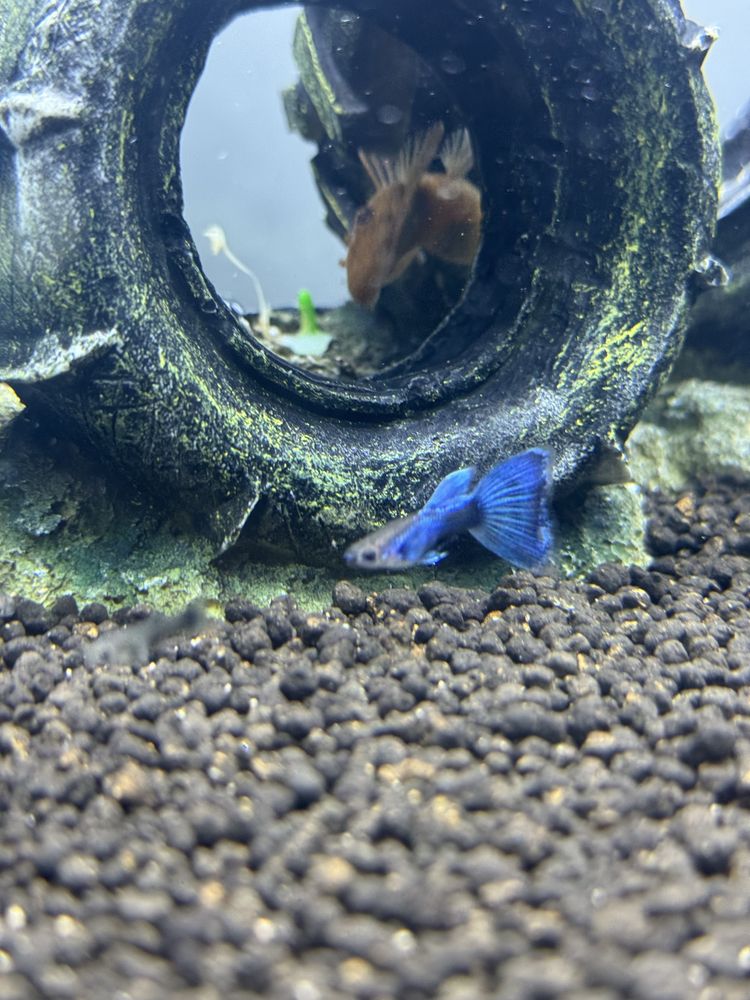 Guppys lazuli dumbo casal