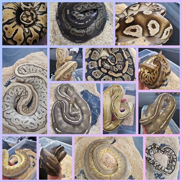 Jaszczurki weze zbozowy agama scynk teju gekon