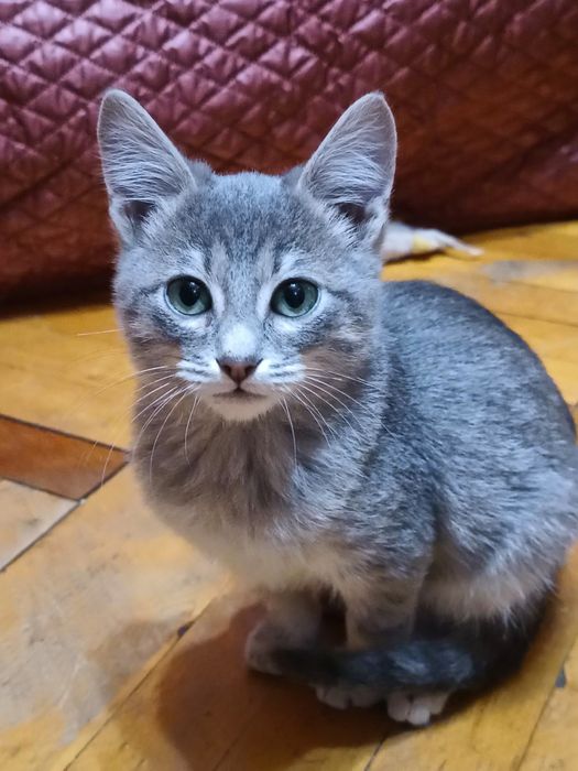 Маленький голубой полосатый котёнок мальчик табби ищет дом! Котята