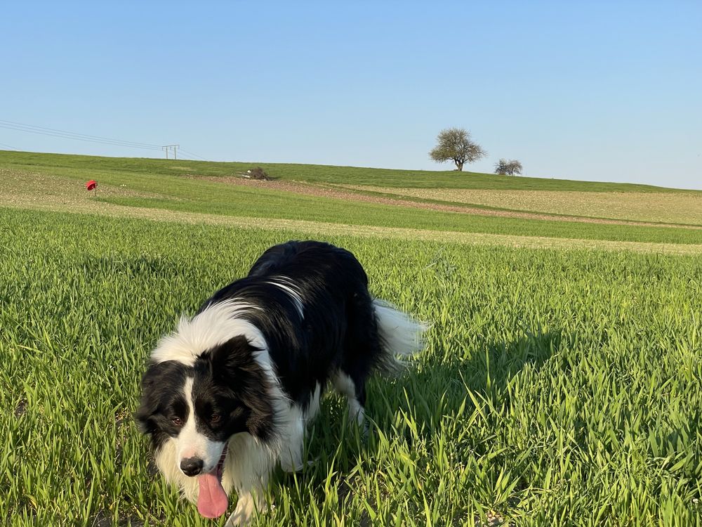 Border collie suczka z badaniami genetycznymi