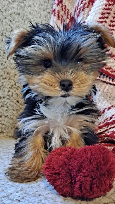 Yorkshire terrier-mini suczka