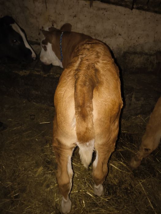 Sprzedam byczki i jalowki