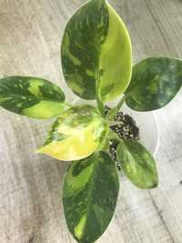 Philodendron Green Congo marble variegata.