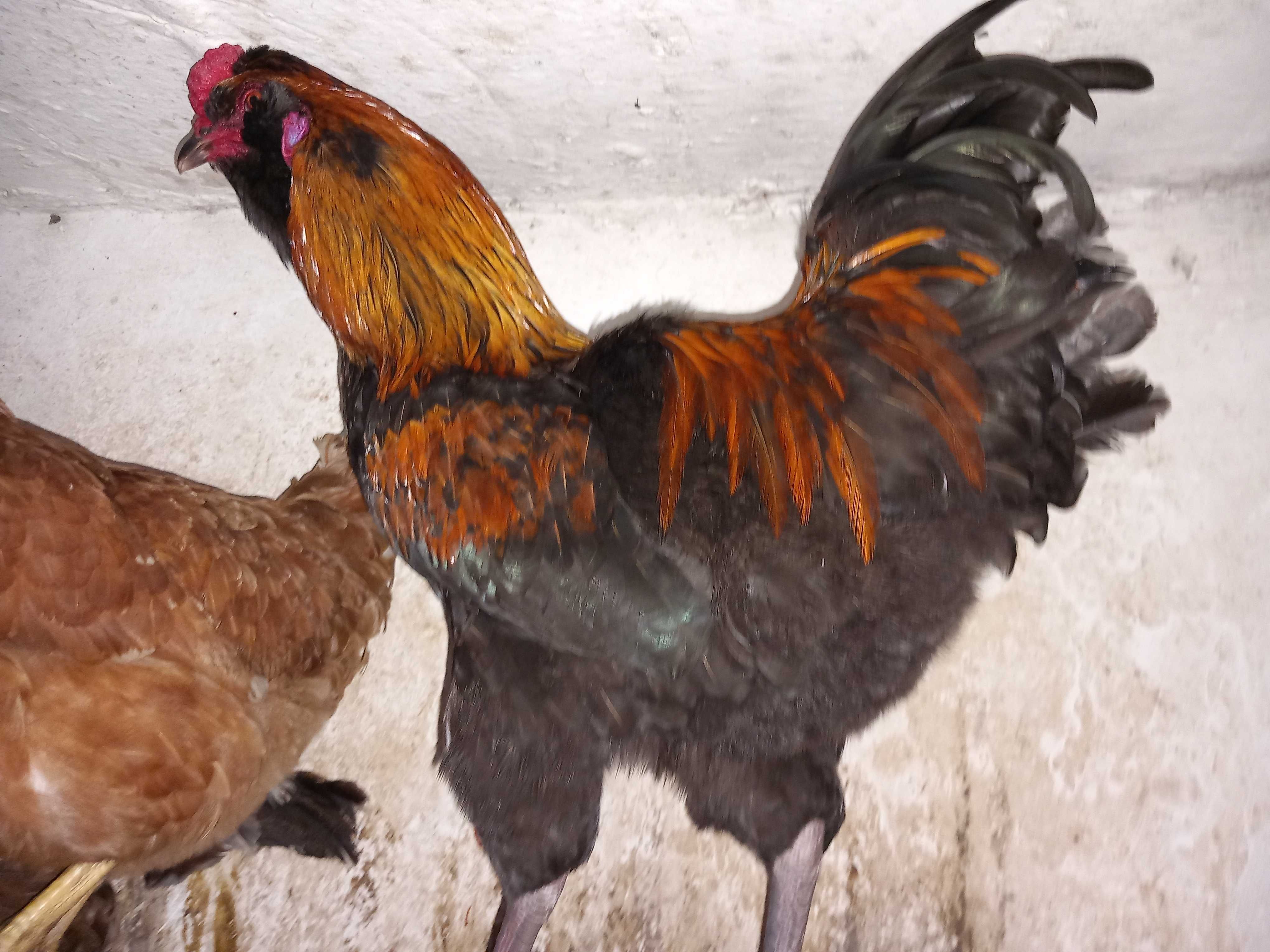 Sprzedam koguta araucana