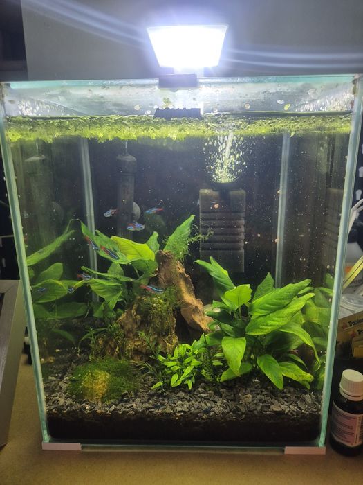 Akwarium aquael shrimp set 30 litrow