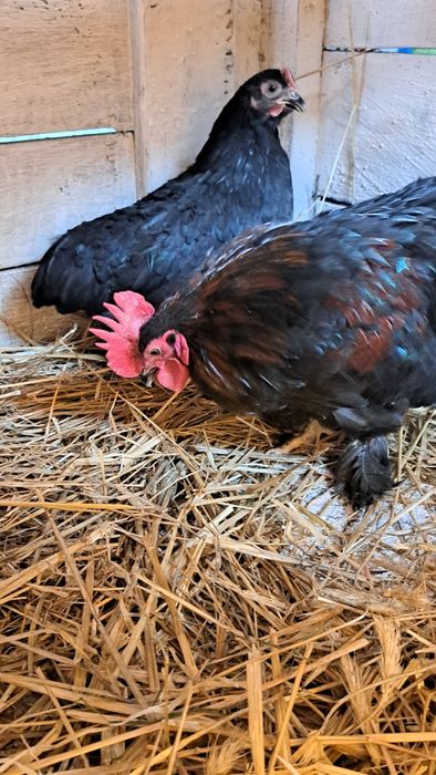 Kochiny minaturkowe łapciate