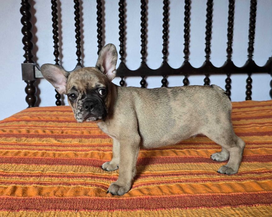 Bulldog francês disponivel macho