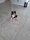 Piesek Border Collie wielopokoleniowy rodowód.