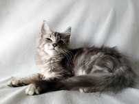 Kocur srebrzysty Maine Coon