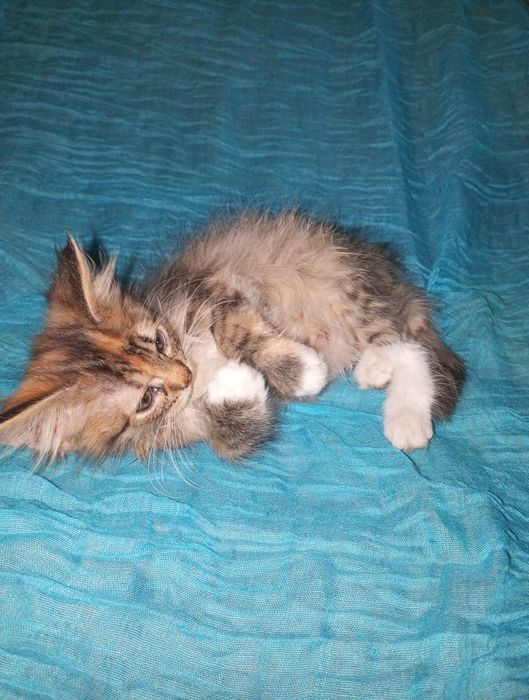 Безкоштовно кошеня кішка