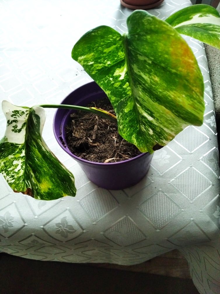 Monstera variegata