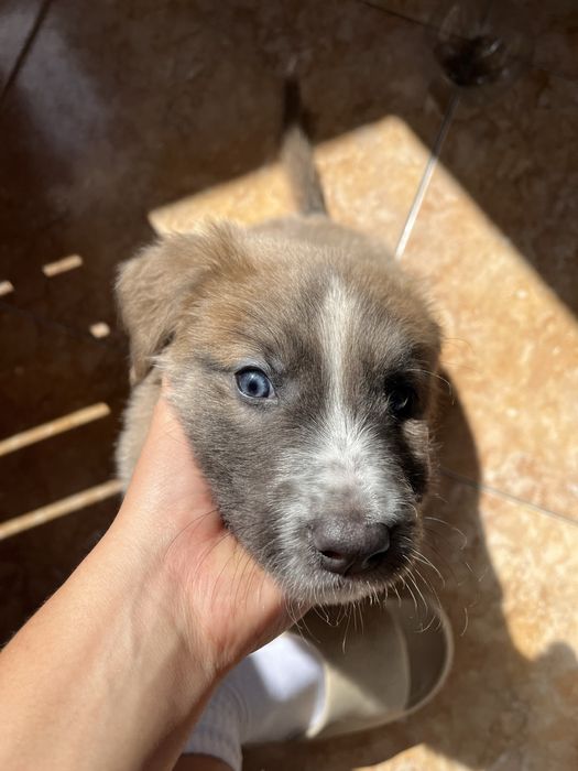 Cãozinho pra doação