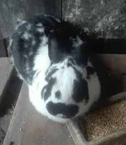 Królik samiec dorosły