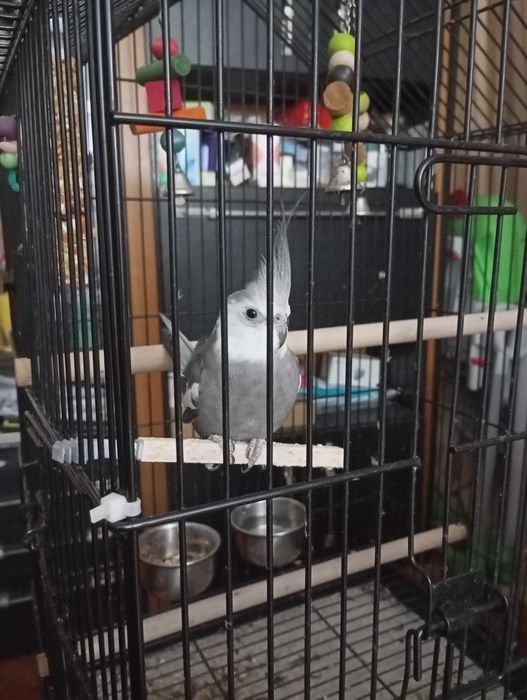 Caturra macho de 2024