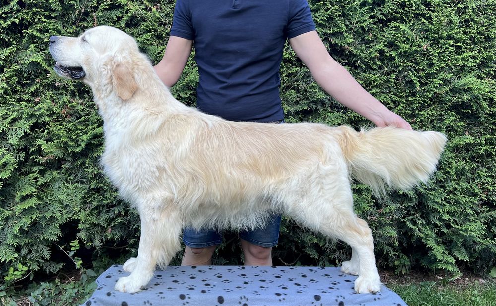 Piesek Golden retriever | ZKwP/FCI | Rodzice wolni od dysplazji